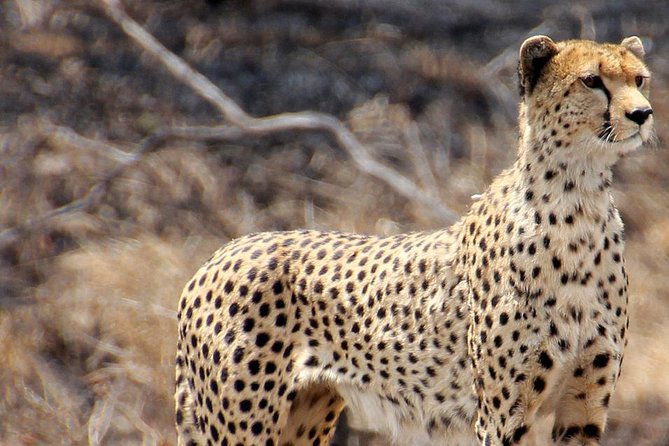 Masai Mara 3 Days Luxury Tented Safari - Practical details that matter