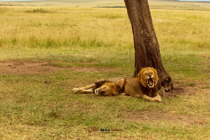 Masai Mara 3 Days Tour Safari Private 4WD Landcruiser - Day 2: A full day by the Mara River