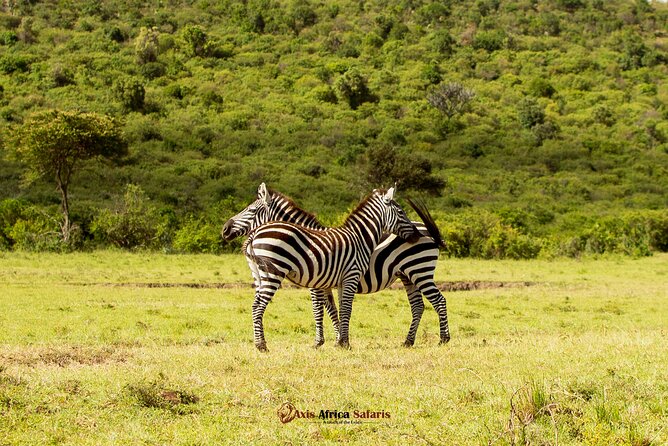 Masai Mara 3 Days Tour Safari Private 4WD Landcruiser - Day 3: One last option before the road to Nairobi