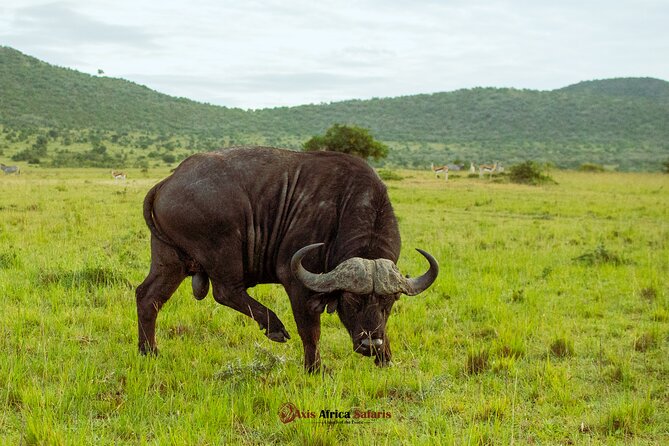 Masai Mara 3 Days Tour Safari Private 4WD Landcruiser - Day 1: First sightings and a late-afternoon game drive