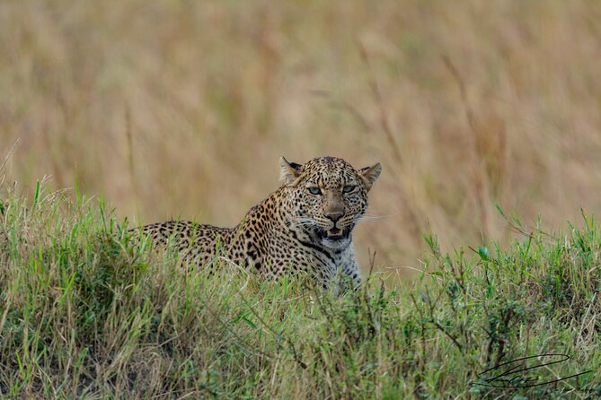 Masai Mara 3Days Safari Adventure - Day One: First Views of the Maasai Mara
