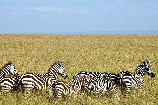 Masai Mara 3Days Safari Adventure - What $665 Covers, and What It Does Not