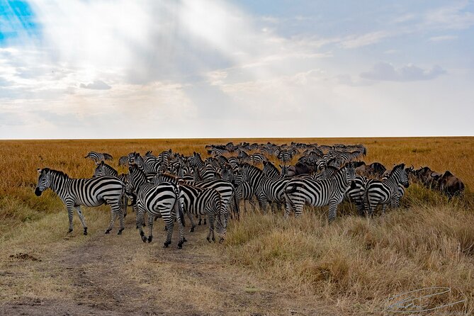 Masai Mara 3Days Safari Adventure - The Private Vehicle and Guide Make the Difference