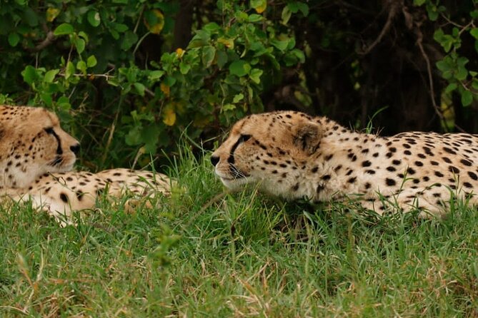 Masai Mara 3Days Safari Adventure - Camp Meals and Daily Comfort