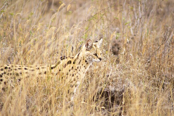 Masai Mara 3Days Safari Adventure - Who Will Get the Most From This Safari