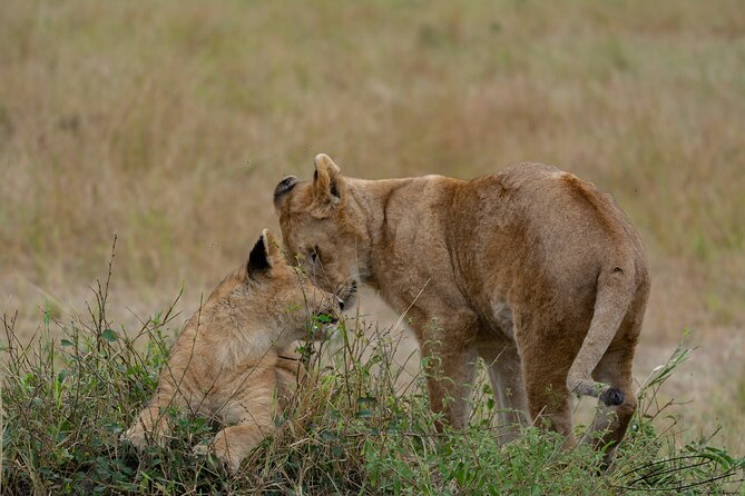 Masai Mara 3Days Safari Adventure - A Few Practical Booking Checks