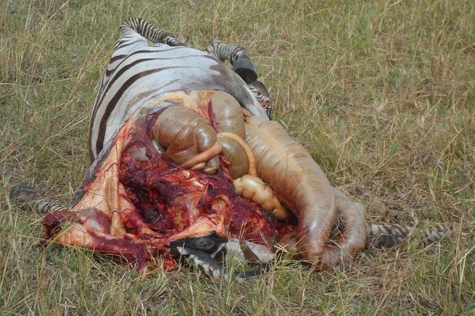 Masai Mara Budget 2 nights tented camp road Safari - Nairobi to the Mara, with the Rift Valley in between