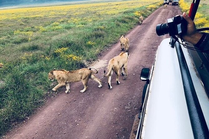 Masai Mara classic safari with optional Masai Village - Game viewing in a reserve built for big cats