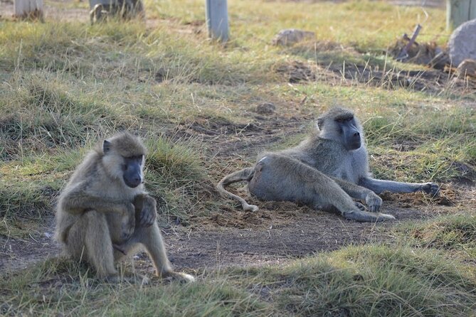 Masai Mara classic safari with optional Masai Village - The wildebeest migration and the calendar