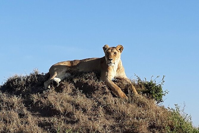 Masai Mara classic safari with optional Masai Village - Is the optional Maasai village visit worth $30?