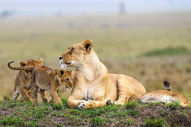 Masai Mara classic safari with optional Masai Village - What the $2,500 price really covers