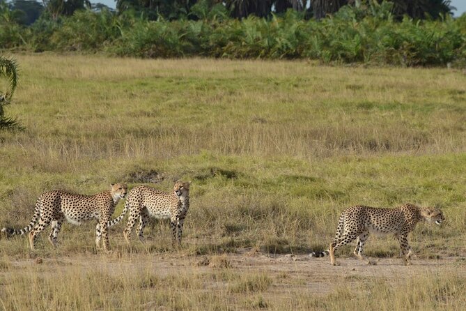 Masai Mara classic safari with optional Masai Village - Two nights at Mara Sopa Lodge