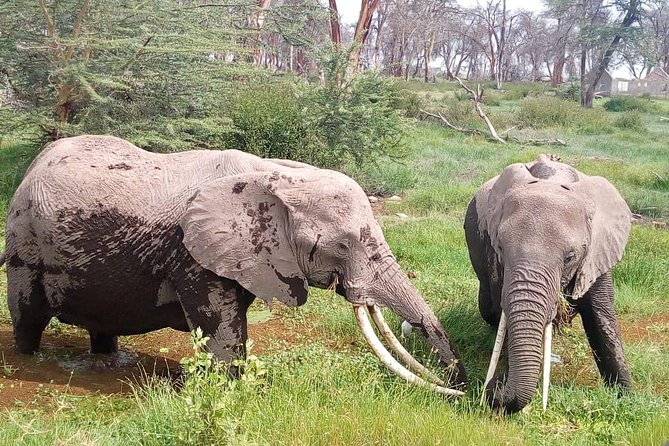 Masai Mara Full Day Tour from Nairobi, Naivasha or Nakuru - Why this one-day Masai Mara safari works