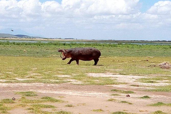 Masai Mara Full Day Tour from Nairobi, Naivasha or Nakuru - Should you book this Masai Mara day trip?