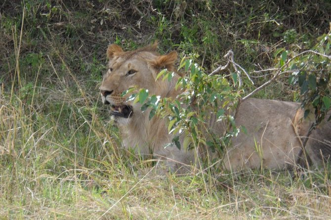 Masai Mara Full Day Tour from Nairobi, Naivasha or Nakuru - The early road through the Great Rift Valley