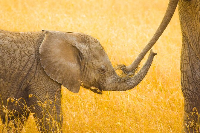 Masai Mara Game Drive - Why the Masai Mara is worth four days