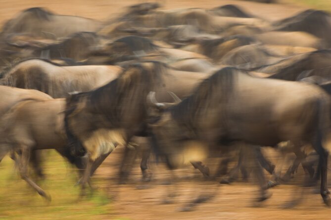 Masai Mara Game Drive - The wildlife you may see in the Mara