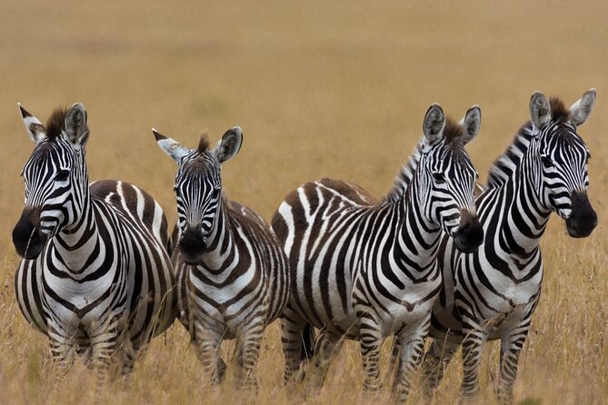 Masai Mara Game Drive - Is $2,800 per person good value?