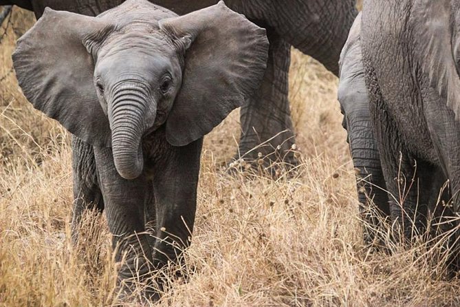 Masai Mara Game Reserve Safari Tour, 4 Days 3 Nights - Day 1: Nairobi to the Mara by road