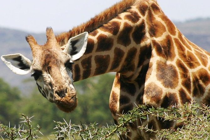 Masai Mara Game Reserve Safari Tour, 4 Days 3 Nights - Accommodation: confirm the lodge before you go