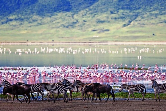 Masai Mara Game Reserve Safari Tour, 4 Days 3 Nights - Day 2: A full day among the Mara’s big animals