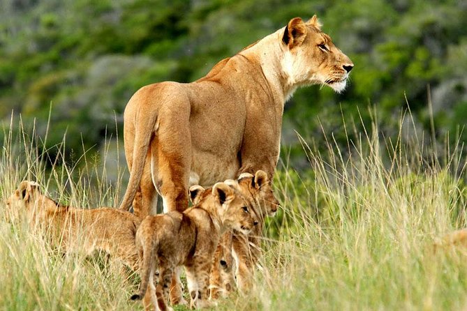 Masai Mara & Lake Nakuru Safari tour: 4-Day Kenya Adventure - Key things to know before booking