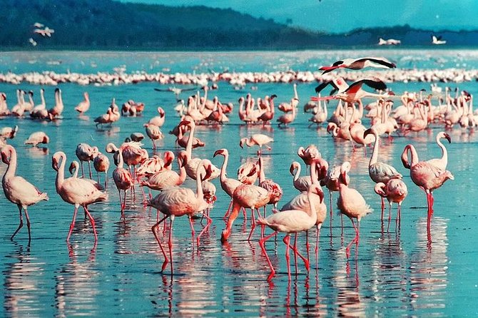 Masai Mara & Lake Nakuru Safari tour: 4-Day Kenya Adventure - From Nairobi to the Maasai Mara