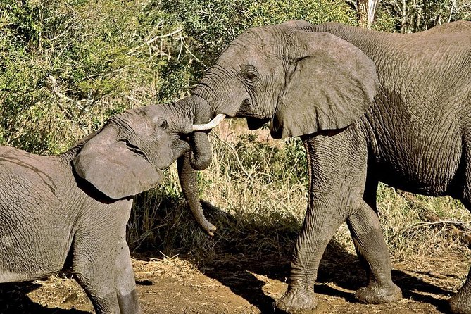 Masai Mara & Lake Nakuru Safari tour: 4-Day Kenya Adventure - Lake Nakuru and the trip back to Nairobi