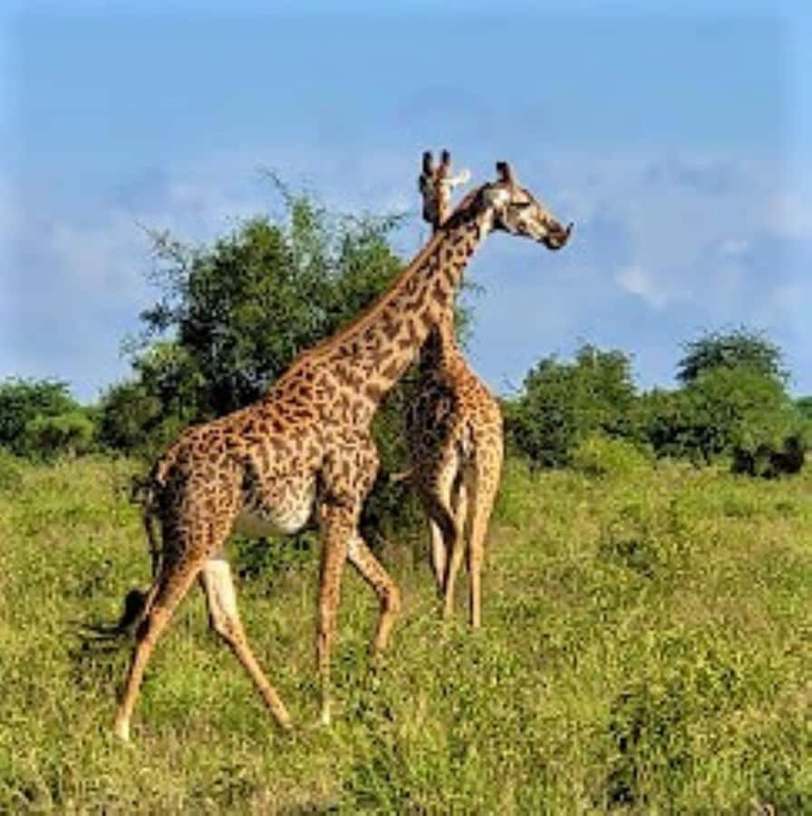 Mombasa: 2-Day Safari to Taita Hills Game Sanctuary - Lunch, a pause, and the first serious game drive