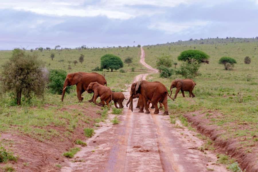 Mombasa: 2-Day Safari to Taita Hills Game Sanctuary - An overnight stay above the water holes