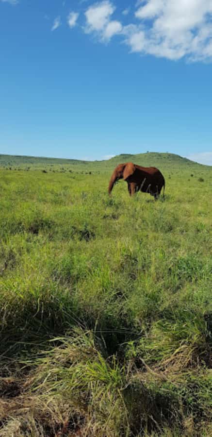 Mombasa: 2-Day Safari to Taita Hills Game Sanctuary - Wildlife expectations and the Big Five question