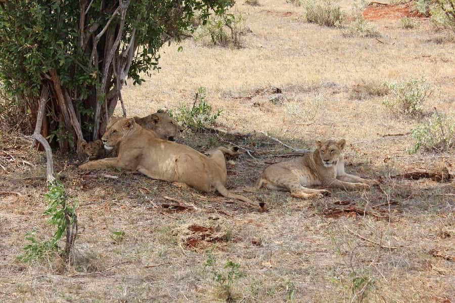 Mombasa: 3-Days 2-Nights Tsavo East and West Private Safari. - Day 3: A final morning among Tsavo’s elephants