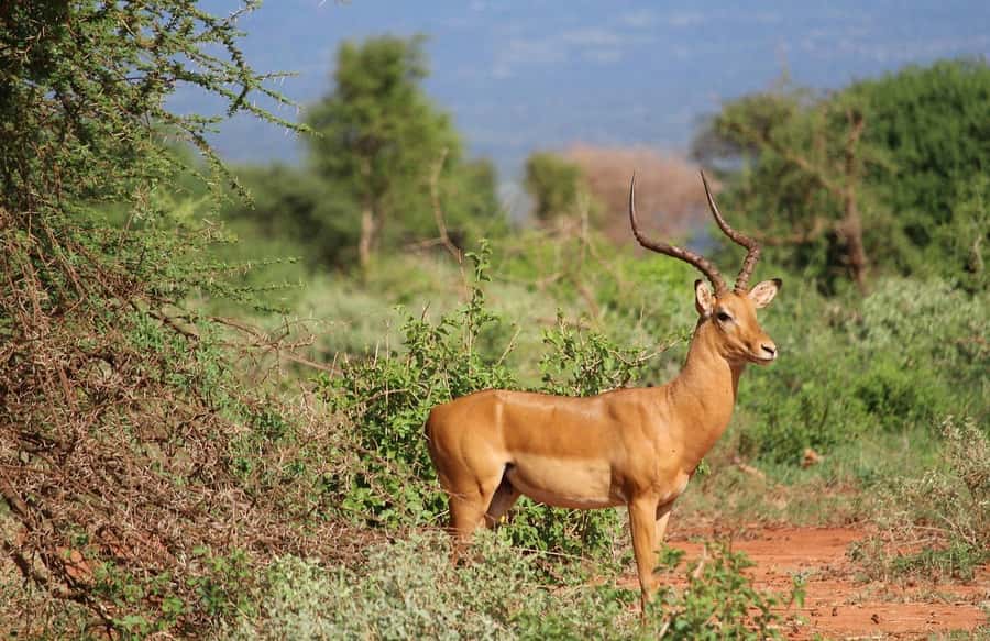 Mombasa: 3-Days 2-Nights Tsavo East and West Private Safari. - The rhino search at Ngulia