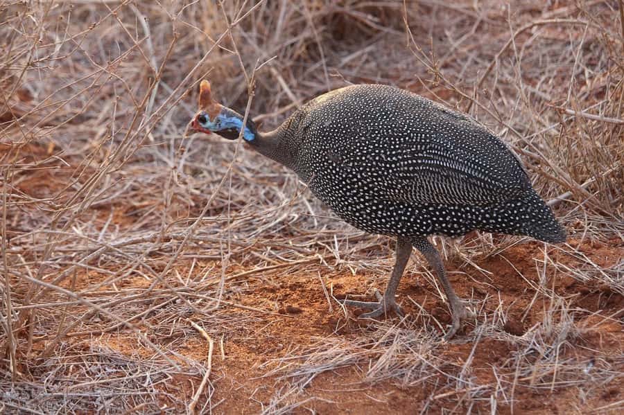 Mombasa: 3-Days 2-Nights Tsavo East and West Private Safari. - Who will get the most from this trip