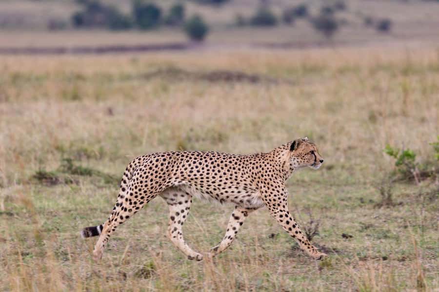 Mombasa: 3-Days 2-Nights Tsavo East and West Private Safari. - Day 1: Leaving Mombasa for Tsavo West