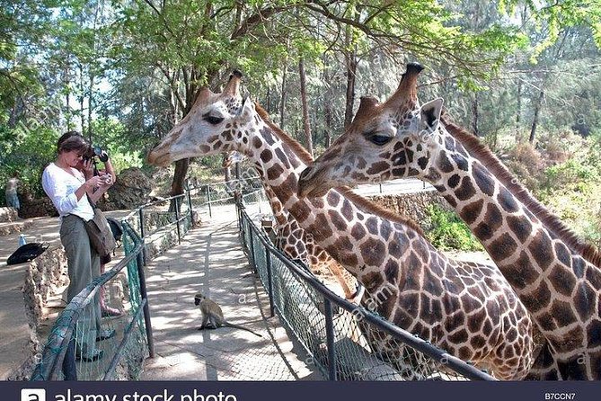 Mombasa city tour, Fort Jesus and Haller Park - The private format makes the day flexible