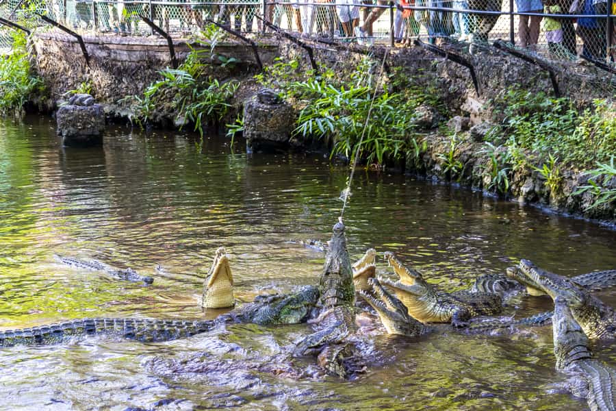 Mombasa City Tour: Fort Jesus Museum, Old Town & Haller Park - The Mombasa Tusks and the first city views