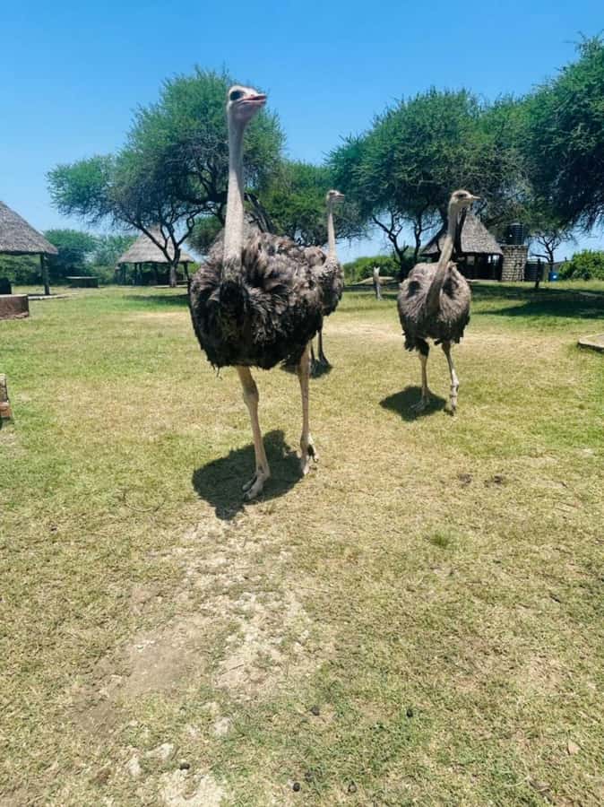 Mombasa Cultural & Wildlife Experience - From Mombasa pickup to Mtwapa village