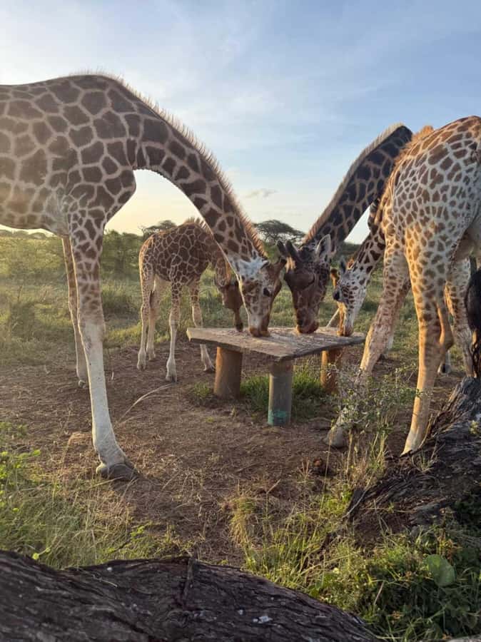 Mombasa Cultural & Wildlife Experience - A weekday school visit with a human connection