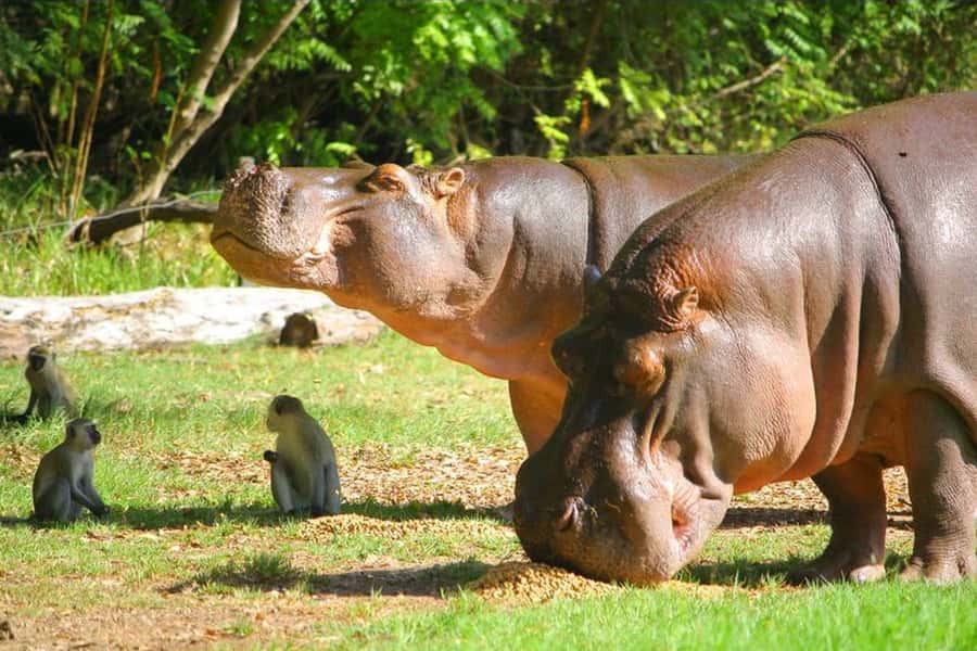 Mombasa: Discovery Day Tour and Haller Park - Key points at a glance