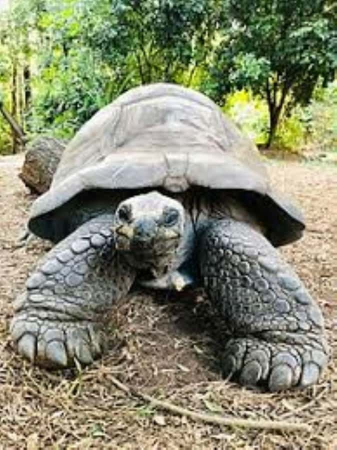 Mombasa: Discovery Day Tour and Haller Park - Who should book this full-day outing?
