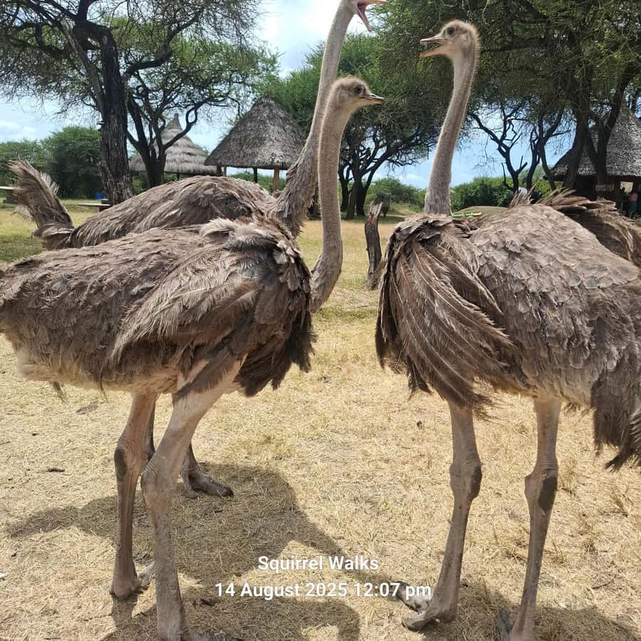 MOMBASA:FortJesus,OldCity,GiraffeOstrich,Oryx,Eland,WildTour - Old Town lanes, mosques, and the spice market
