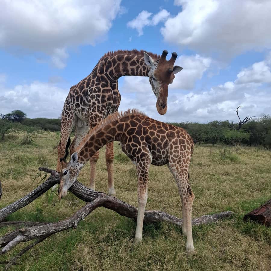 MOMBASA:FortJesus,OldCity,GiraffeOstrich,Oryx,Eland,WildTour - John’s guiding style and the personal touch
