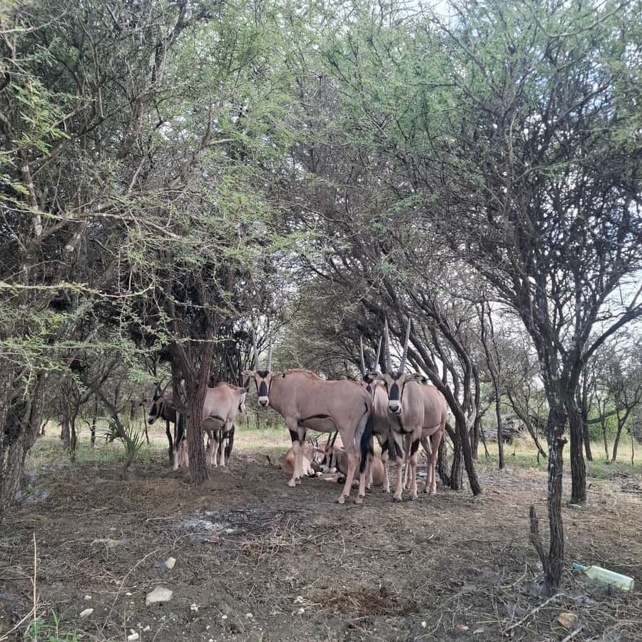 MOMBASA:FortJesus,OldCity,GiraffeOstrich,Oryx,Eland,WildTour - Who should book this Mombasa tour?