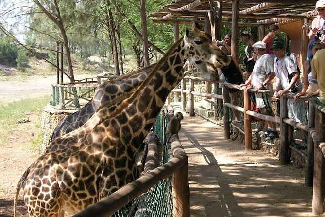 Mombasa Getaway with Haller Park Tours - Who will get the most from this day