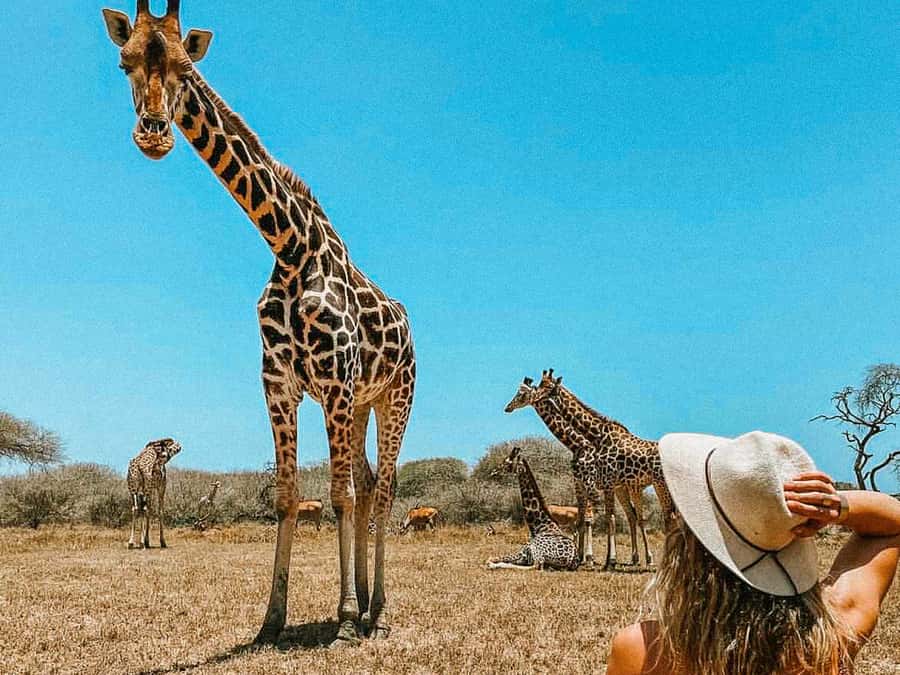 Mombasa: Guided Nature Walk Amongst Giraffes - Key points to know before you go