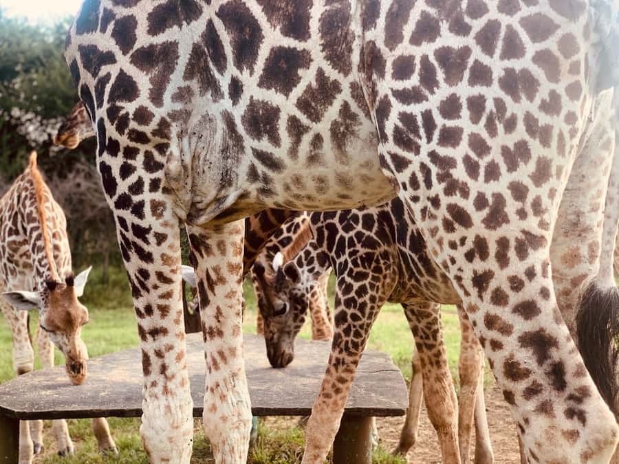 Mombasa: Guided Nature Walk Amongst Giraffes - Meeting giraffes at Nguuni Nature Sanctuary