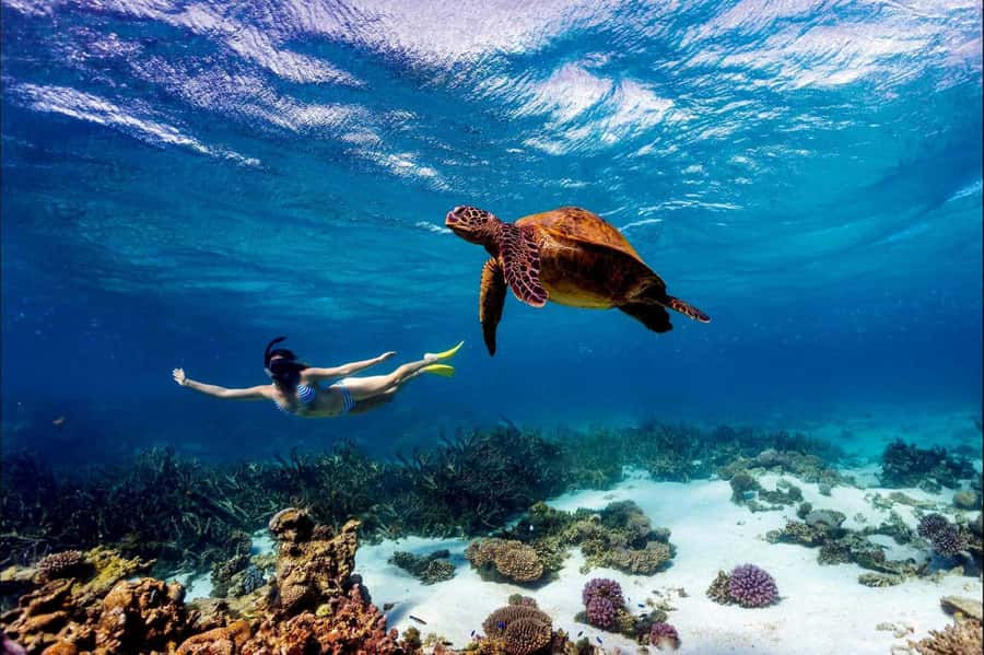Mombasa: Kisite Park Private Cruise with Breakfast and Lunch - Why the Kisite day works so well