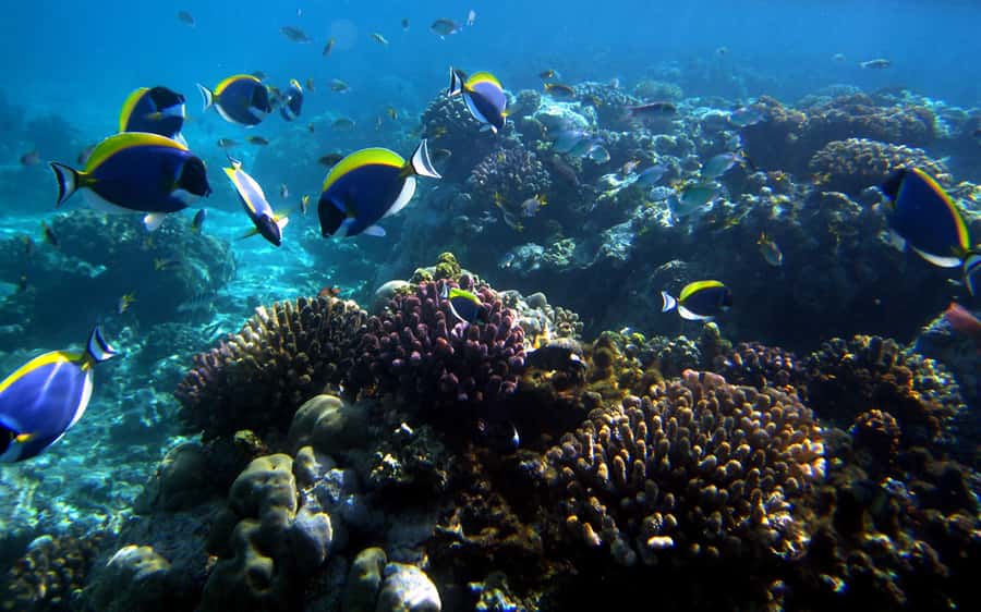 Mombasa: Kisite Park Private Cruise with Breakfast and Lunch - Walking through Wasini’s village and mangroves