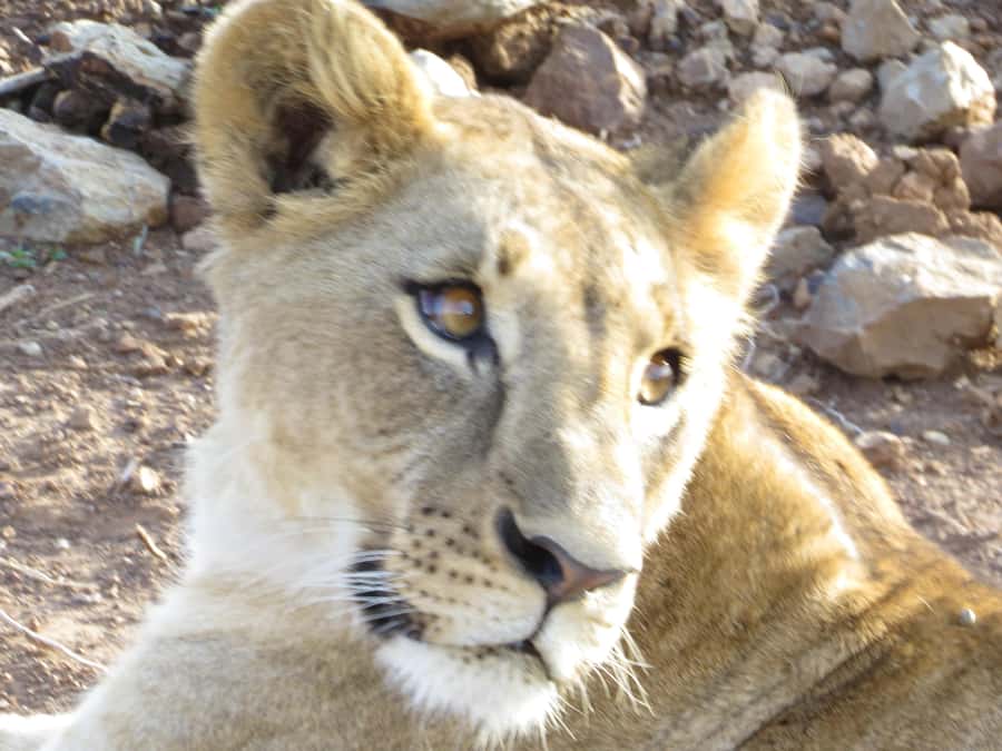 Mombasa: Tsavo East National Park Day Trip with Lunch - Why Tsavo East makes a strong coast day trip